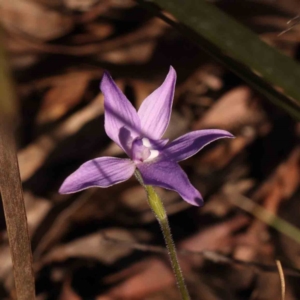 Glossodia major at Bruce, ACT - suppressed