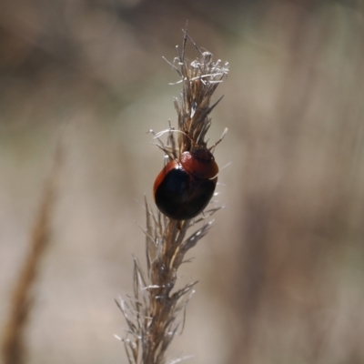 Dicranosterna immaculata (Acacia leaf beetle) at Gungahlin, ACT - 30 Sep 2023 by RAllen