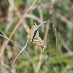 Taractrocera papyria (White-banded Grass-dart) at Gungahlin, ACT - 30 Sep 2023 by RAllen