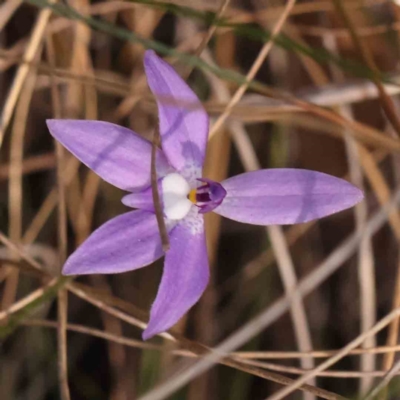 Glossodia major (Wax Lip Orchid) at Bruce Ridge - 30 Sep 2023 by ConBoekel