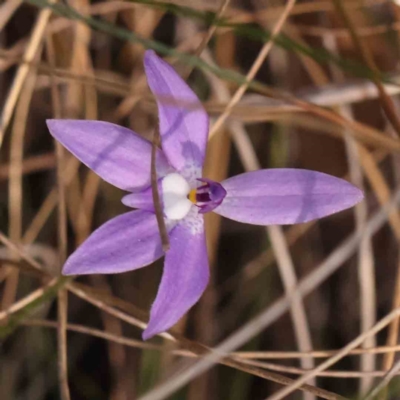 Glossodia major (Wax Lip Orchid) at Bruce Ridge to Gossan Hill - 30 Sep 2023 by ConBoekel