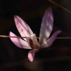 Caladenia fuscata (Dusky Fingers) at Bruce, ACT - 1 Oct 2023 by ConBoekel