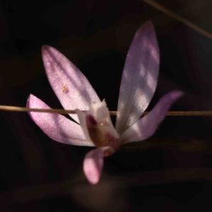 Caladenia fuscata at Bruce, ACT - 1 Oct 2023