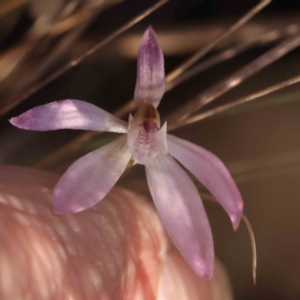 Caladenia fuscata at Bruce, ACT - 1 Oct 2023