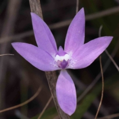 Glossodia major (Wax Lip Orchid) at Bruce, ACT - 30 Sep 2023 by ConBoekel