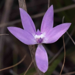 Glossodia major (Wax Lip Orchid) at Bruce, ACT - 1 Oct 2023 by ConBoekel