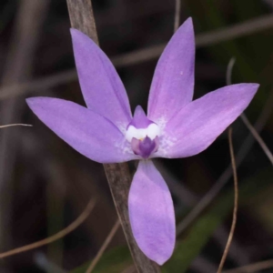 Glossodia major at Bruce, ACT - suppressed