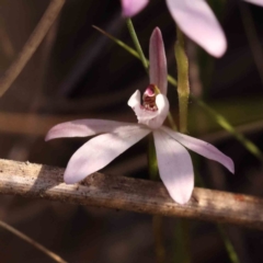 Caladenia fuscata (Dusky Fingers) at Bruce, ACT - 30 Sep 2023 by ConBoekel