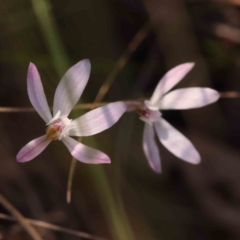 Caladenia fuscata at Bruce, ACT - 1 Oct 2023