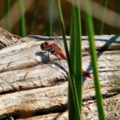 Diplacodes bipunctata (Wandering Percher) at Belconnen, ACT - 1 Oct 2023 by NathanaelC