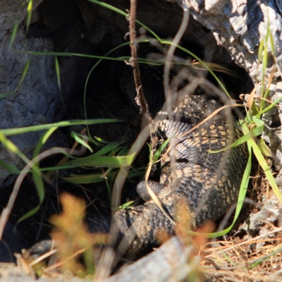 Tiliqua scincoides scincoides (Eastern Blue-tongue) at Belconnen, ACT - 1 Oct 2023 by NathanaelC