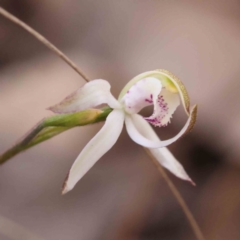 Caladenia moschata (Musky Caps) at Bruce Ridge to Gossan Hill - 30 Sep 2023 by ConBoekel