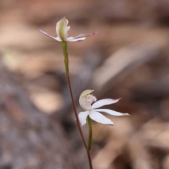 Caladenia moschata at Bruce, ACT - 1 Oct 2023