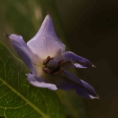 Billardiera heterophylla (Western Australian Bluebell Creeper) at Bruce, ACT - 30 Sep 2023 by ConBoekel