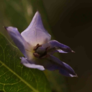 Billardiera heterophylla at Bruce, ACT - 1 Oct 2023