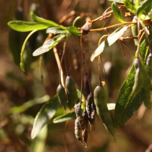 Billardiera heterophylla at Bruce, ACT - 1 Oct 2023