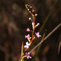 Stylidium (genus) (Trigger Plant) at Bruce, ACT - 1 Oct 2023 by ConBoekel