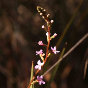 Stylidium sp. at Bruce, ACT - 1 Oct 2023 10:24 AM