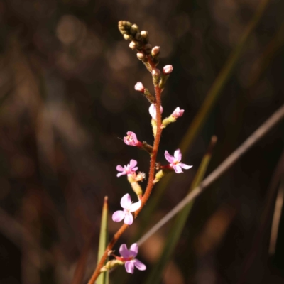 Stylidium (genus) (Trigger Plant) at Bruce, ACT - 1 Oct 2023 by ConBoekel