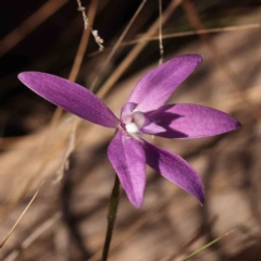 Glossodia major (Wax Lip Orchid) at Bruce, ACT - 30 Sep 2023 by ConBoekel
