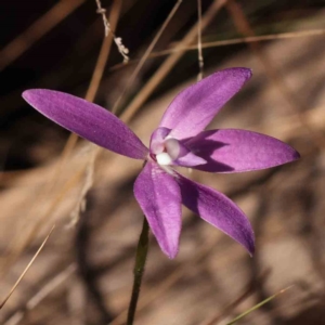 Glossodia major at Bruce, ACT - 1 Oct 2023