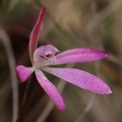 Caladenia fuscata (Dusky Fingers) at Bruce Ridge to Gossan Hill - 30 Sep 2023 by ConBoekel