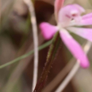 Caladenia fuscata at Bruce, ACT - suppressed