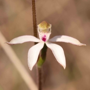 Caladenia moschata at Bruce, ACT - 1 Oct 2023