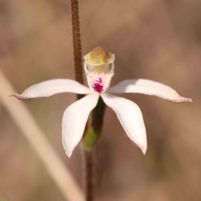 Caladenia moschata (Musky Caps) at Bruce, ACT - 30 Sep 2023 by ConBoekel