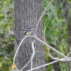 Rhipidura albiscapa (Grey Fantail) at Avoca, QLD - 30 Apr 2023 by Gaylesp8