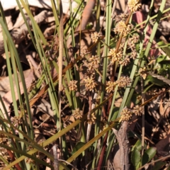 Lomandra multiflora (Many-flowered Matrush) at Bruce, ACT - 1 Oct 2023 by ConBoekel