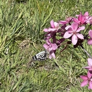 Belenois java at Murrumbateman, NSW - 1 Oct 2023