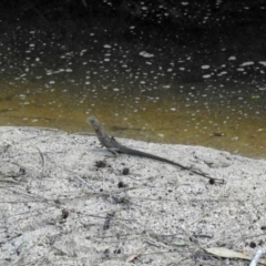 Intellagama lesueurii lesueurii (Eastern Water Dragon) at Avoca, QLD - 30 Apr 2023 by Gaylesp8