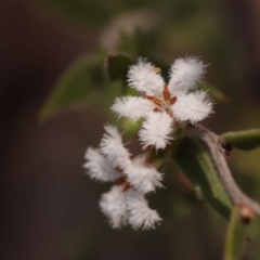 Leucopogon virgatus (Common Beard-heath) at Bruce, ACT - 1 Oct 2023 by ConBoekel