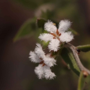 Leucopogon virgatus at Bruce, ACT - 1 Oct 2023 10:19 AM