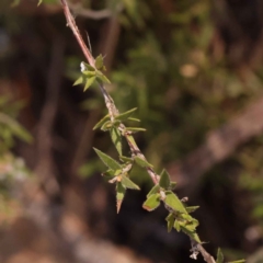 Leucopogon virgatus at Bruce, ACT - 1 Oct 2023 10:19 AM