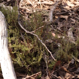 Leucopogon virgatus at Bruce, ACT - 1 Oct 2023 10:19 AM