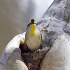 Pardalotus striatus (Striated Pardalote) at Mount Ainslie - 29 Sep 2023 by jb2602