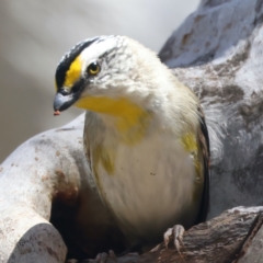 Pardalotus striatus at Ainslie, ACT - 29 Sep 2023