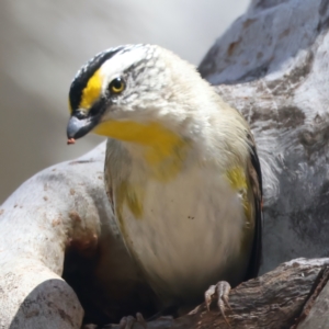 Pardalotus striatus at Ainslie, ACT - suppressed