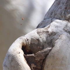 Pardalotus striatus at Ainslie, ACT - 29 Sep 2023