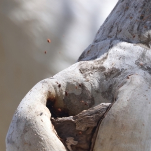 Pardalotus striatus at Ainslie, ACT - 29 Sep 2023