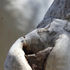 Pardalotus striatus at Ainslie, ACT - suppressed