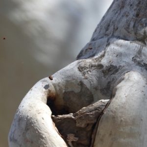 Pardalotus striatus at Ainslie, ACT - suppressed