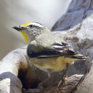 Pardalotus striatus at Ainslie, ACT - 29 Sep 2023