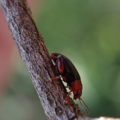 Arsipoda laeviceps (a red-legged flea beetle) at Murrumbateman, NSW - 1 Oct 2023 by SimoneC