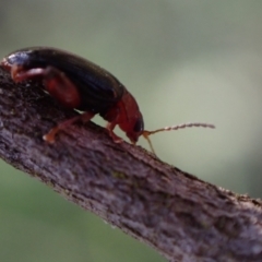 Arsipoda laeviceps at Murrumbateman, NSW - 1 Oct 2023