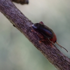 Arsipoda laeviceps at Murrumbateman, NSW - 1 Oct 2023 04:45 PM