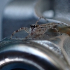 Helpis minitabunda (Threatening jumping spider) at Murrumbateman, NSW - 1 Oct 2023 by SimoneC