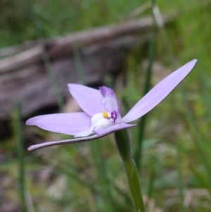 Glossodia major at Glenroy, NSW - 19 Sep 2023